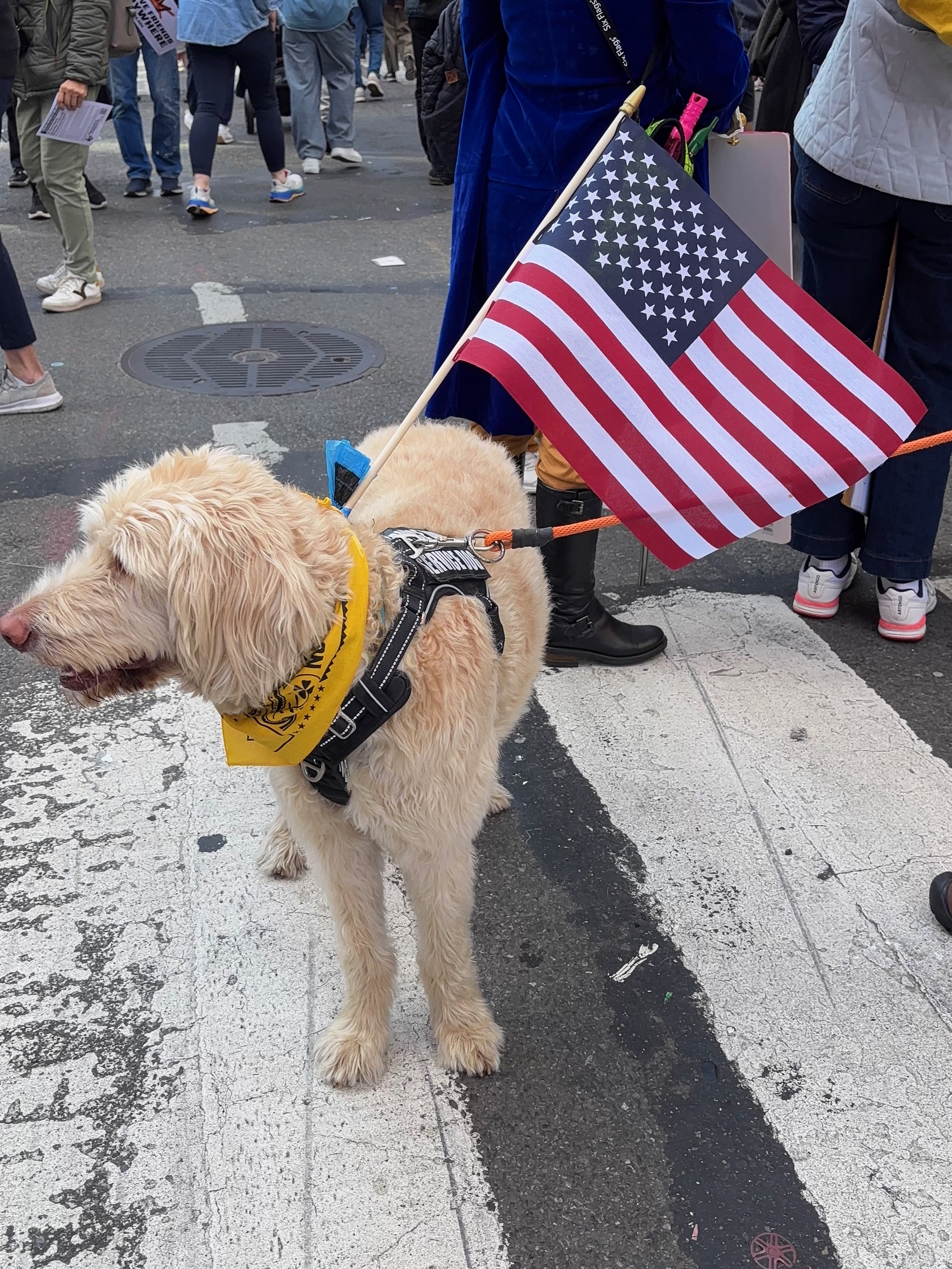 Dog at No Kings demonstration October 18